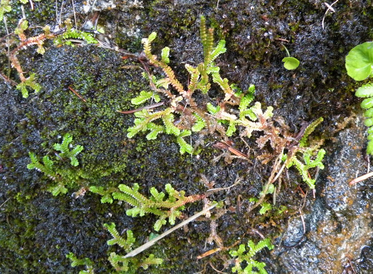 Selaginella helvetica / Selaginella elvetica